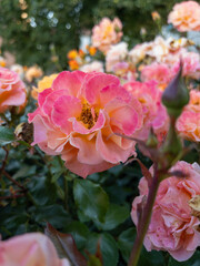 Bright pink and peach rose in full bloom. Vibrant pink and peach rose blooming among green leaves. The flower stands out with rich color and detail, surrounded by buds and blurred garden background. 