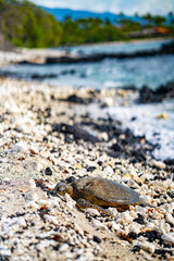 Sea Turtle or Honu at Rest on the Kona Coast of Hawaii
