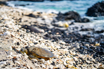 Sea Turtle or Honu at Rest on the Kona Coast of Hawaii