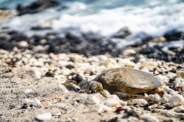Sea Turtle or Honu at Rest on the Kona Coast of Hawaii