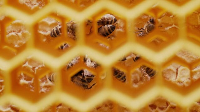 Close-Up Tracking Through Honeycomb Cells to Bees Working in the Hive Core