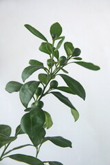 Calamondin fruits, Citrofortunella microcarpa, fruits  on branch