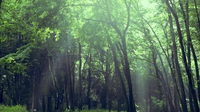 雨上がりの早朝の林（野鳥の声：有）画角固定