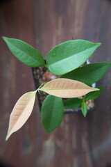 Foliage of Litchi, lychee tree, ornamental plant with edible fruit, on turquoise background