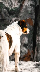 Dog's rear view in a snowy forest