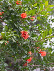 Pomegranate tree in bloom, with red flowers, fruits