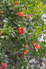 Pomegranate tree in bloom, with red flowers, fruits