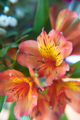 Peruvian lily, lily of the Incas, Alstroemeria with vibrant orange yellow flowers 
