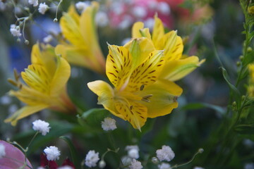 Fototapeta premium Peruvian lily, lily of the Incas, Alstroemeria with vibrant yellow flowers 