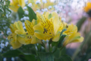 Peruvian lily, lily of the Incas, Alstroemeria with vibrant yellow  flowers 