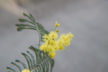 Acacia dealbata with yellow flowers, mimosa tree in bloom