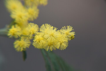 Acacia dealbata with yellow flowers, mimosa tree in bloom