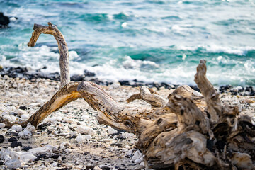 Hawaiian Beach with Weathered Driftwood and Coral on Sand
