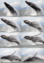 A set of photos of a humpback whale breaching in Vancouver.  The image is designed to be printed on a A3 size paper