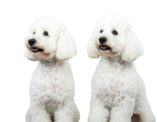 Adorable pair of Bichon Frise dogs standing side by side, fluffy white coats, generative AI, isolated on a transparent background