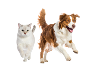 Cat and dog running and playing together, showcasing friendship and joy, generative AI, isolated on a transparent background