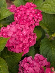close up of pink hydrangea flowers