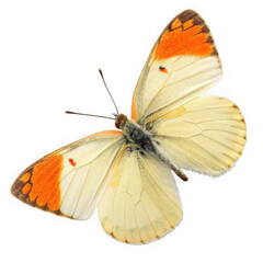 Orange tipped butterfly isolated on transparent background