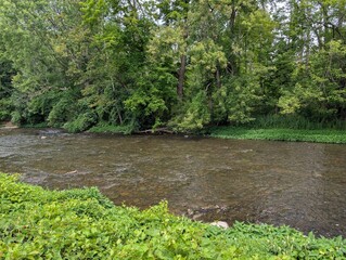 river in the forest