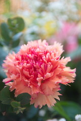 Fototapeta premium Pink Dianthus caryophyllus, carnation or clove, species of Dianthus