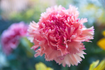 Pink Dianthus caryophyllus, carnation or clove, species of Dianthus