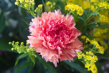 Pink Dianthus caryophyllus, carnation or clove, species of Dianthus