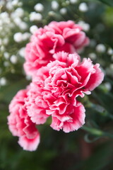 Obraz premium Pink Dianthus caryophyllus, carnation or clove, species of Dianthus