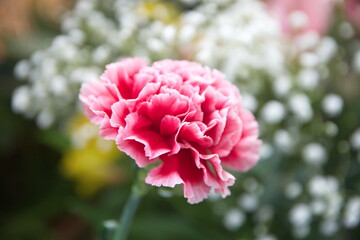 Pink Dianthus caryophyllus, carnation or clove, species of Dianthus
