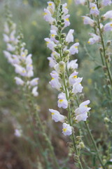 Flowering snapdragons, Antirrhinum, dragon flowers in bloom