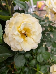 bee in white rose