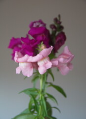 Bouquet of pink, purple snapdragons, Antirrhinum, dragon flowers, on grey background