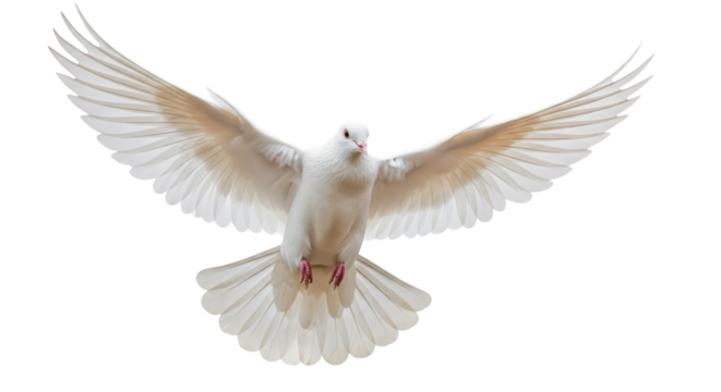 White dove in mid-flight with wings fully spread isolated on transparent background.