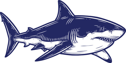shark vector illustration