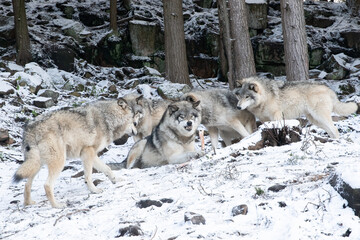 Obraz premium Pack of Grey Wolves (Canis lupus) Interacting in Snow – Wildlife Photography
