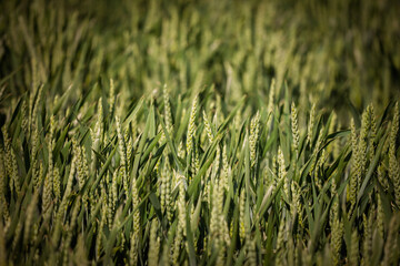 Unripe green wheat ears in a field, Triticum aestivum, photographed with selective focus and shallow depth of field. The image shows the cereal crop in early development with leaves and spikelets.