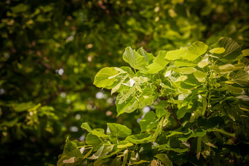 Selective blur of linden leaves and pale bracts with forming buds, Tilia europaea, with selective focus soft bokeh. Fresh green foliage shows the botanical detail of a common European deciduous tree.