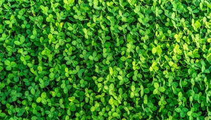 Close-up vibrant clover field
