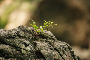 A small green plant sprouts from a dark, textured rock. The background is blurred, creating a sense of resilience and growth.