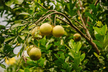 Ripe pawpaws hanging on a branch in a lush green forest.  Juicy fruit, natural light, summer.