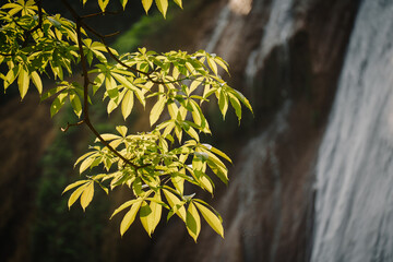 Close-up of vibrant green leaves against a blurred waterfall backdrop. Natural light, serene, nature.