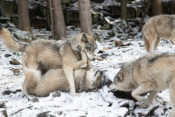 Fototapeta premium Grey Wolves (Canis lupus) Social Interaction in Snowy Forest – Wildlife Photography