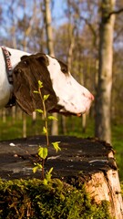 Dog on tree stump in forest