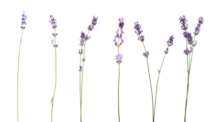 Lavender isolated on white, set. Fragrant flowers