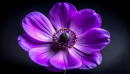 Close-up vibrant purple flower (1)
