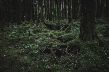 Obraz premium 苔の森 長野県白駒池