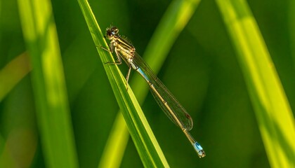 Dragonfly on a blade of grass