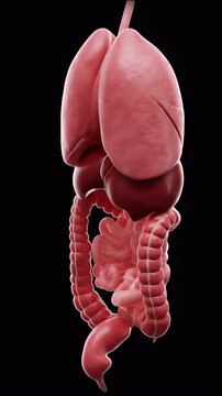 Realistic 3D Internal Human Organs Anatomy System Transparent Background