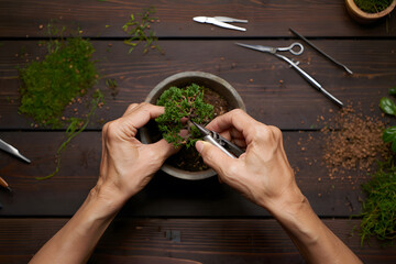 Hands Pruning Bonsai Tree with Precision Tools