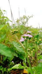 Billygoat-weed plants have flowers starting to bloom