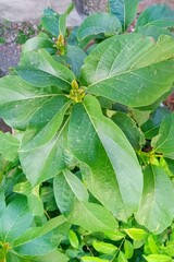 New buds from the leaves of the butter avocado plant
